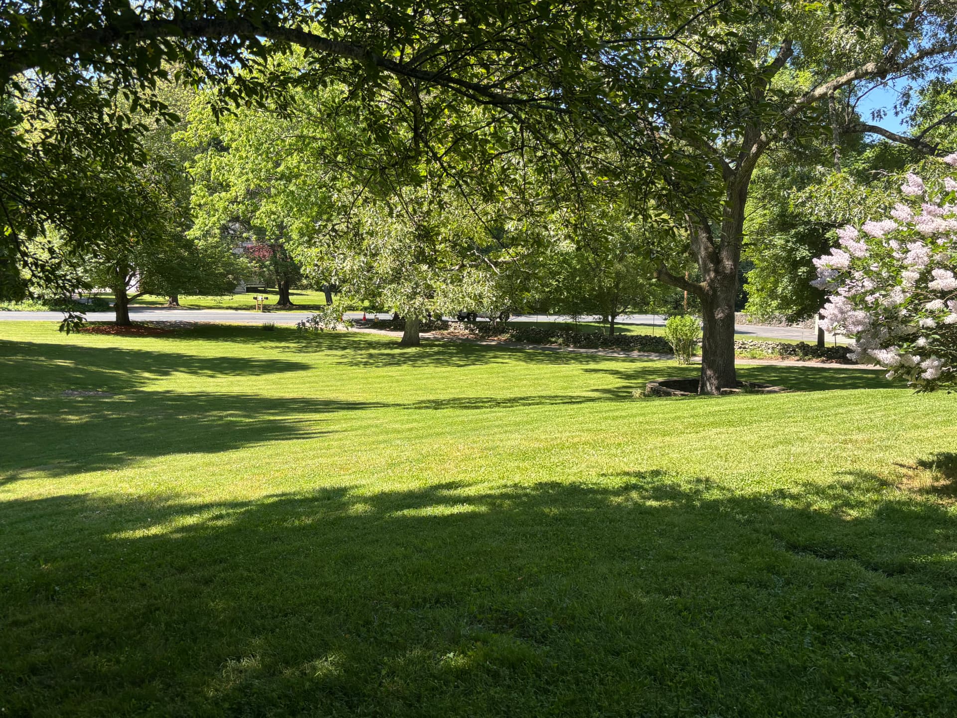 Shaded front lawn with mature trees and lilacs