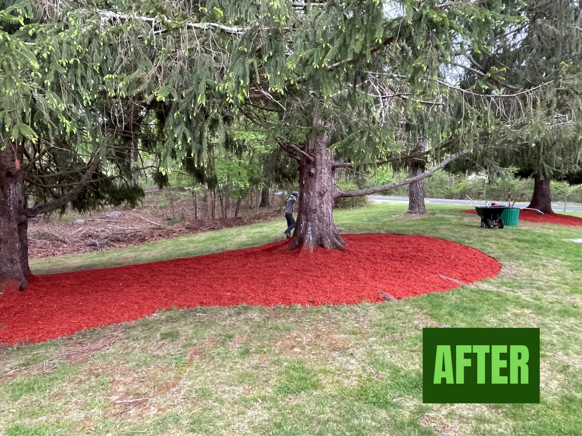 Tree Mulch after