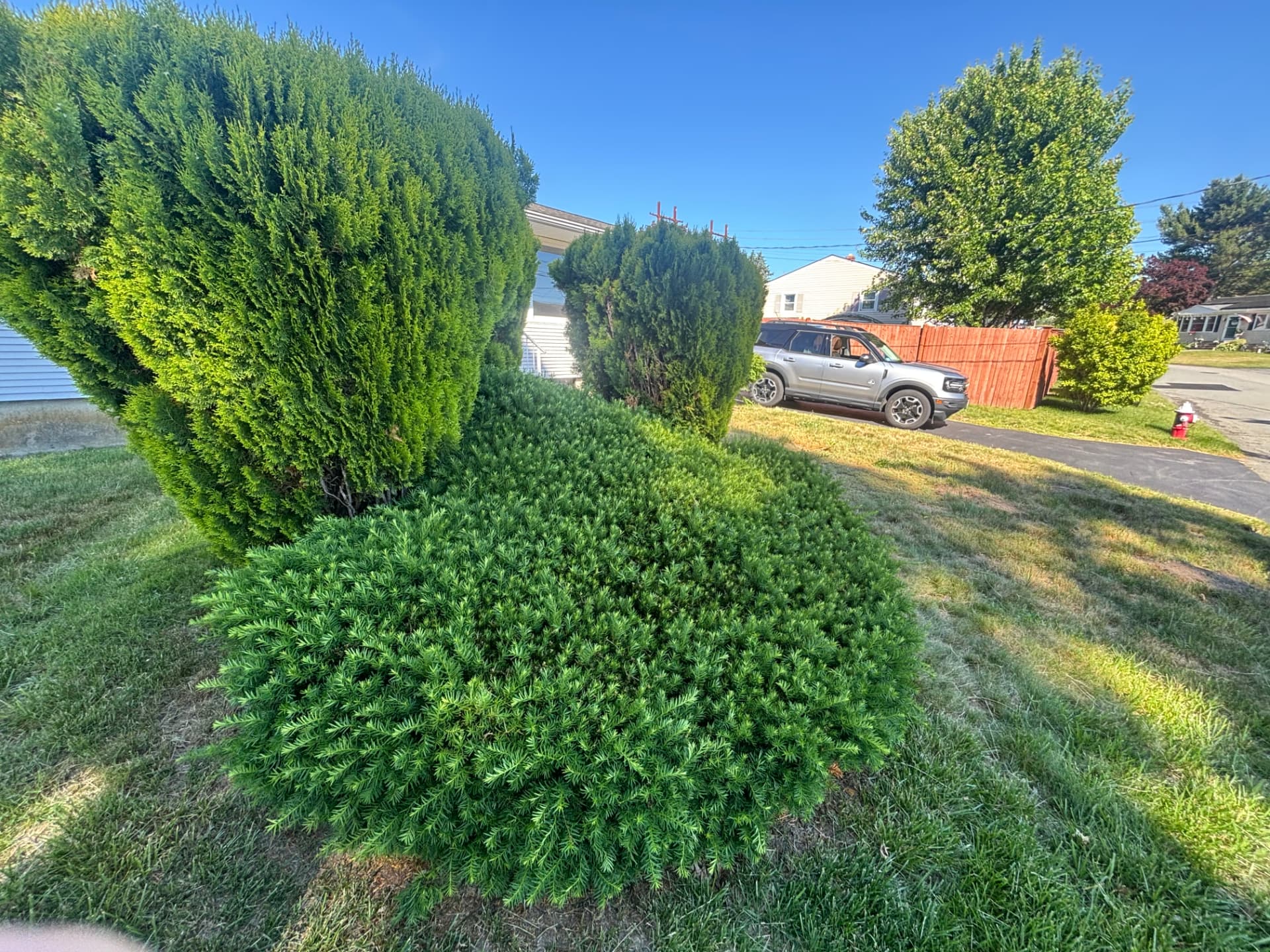 Neatly trimmed shrubs along a front walkway