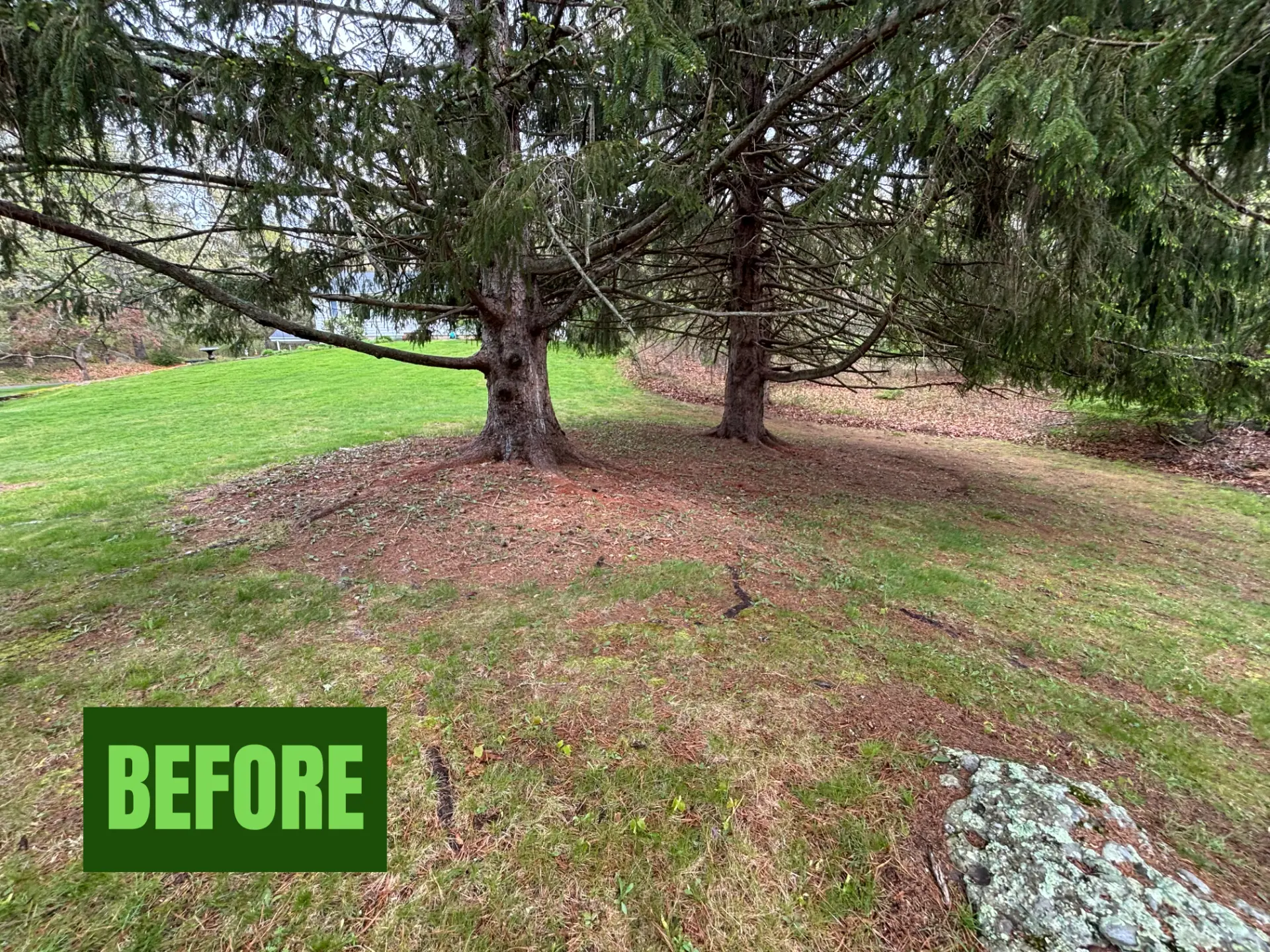Tree Mulch before