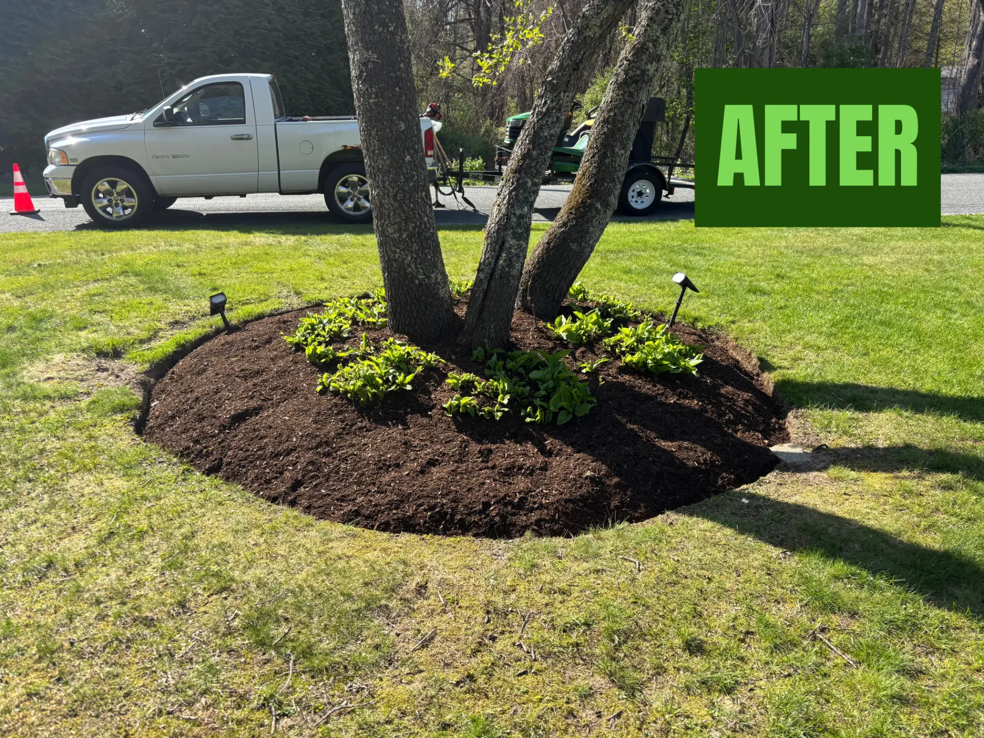 Tree bed after fresh mulch and plantings