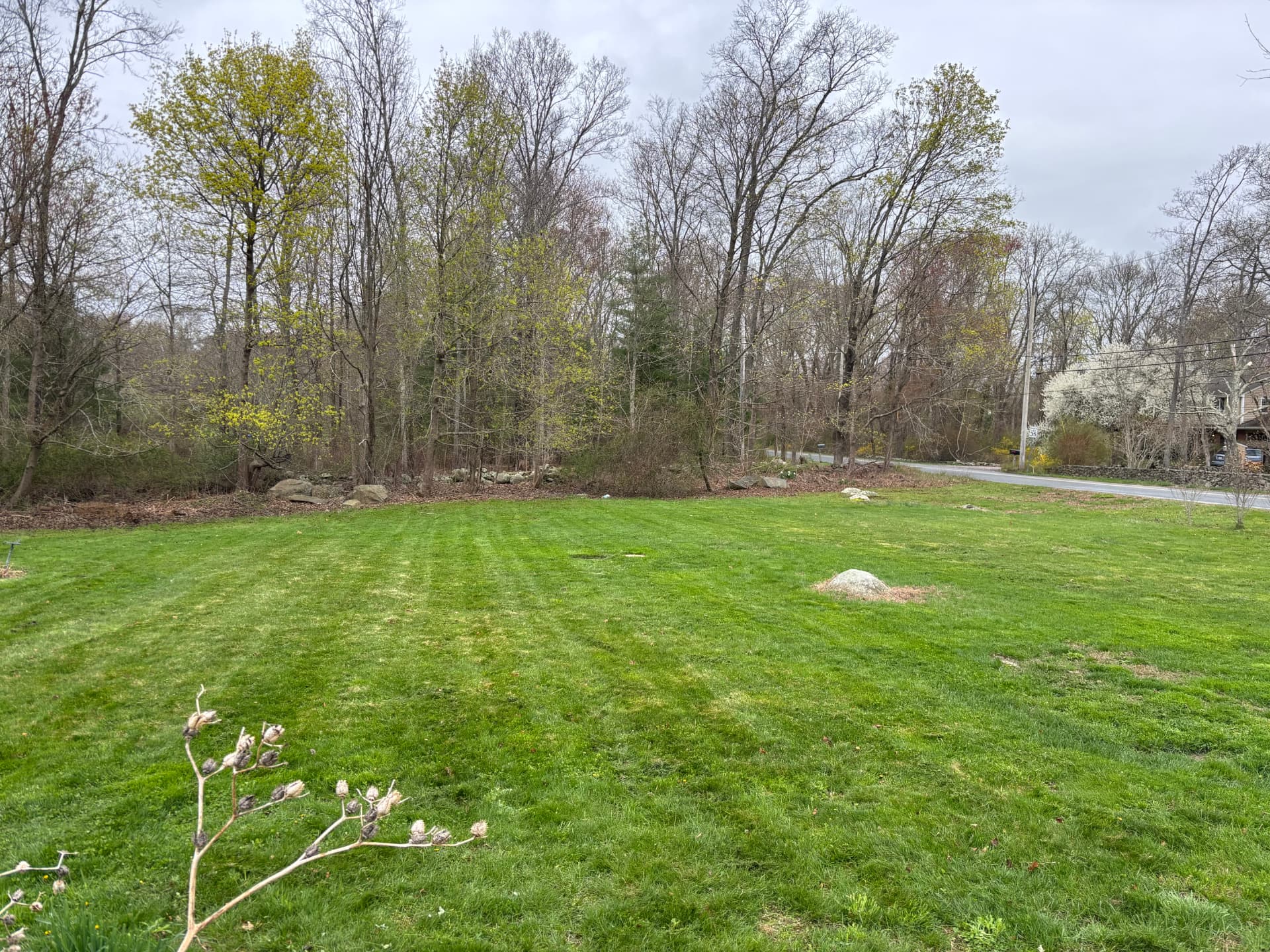 Spring-cut lawn along a wooded property line